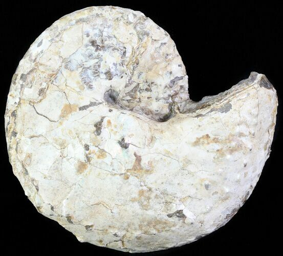 Iridescent Discoscaphites Ammonite - South Dakota #62604
